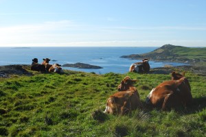 Fin utsikt under drøvtyggingshvilen.