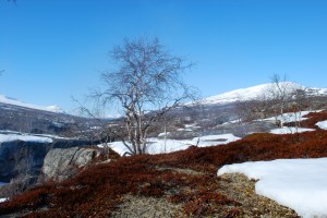 Vår i Dividalen