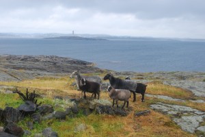 Store Torungen. Foto Mari Kolbjørnsrud (3)