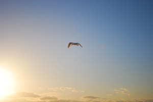 Store Torungen. Foto Mari Kolbjørnsrud (31)