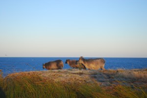 Store Torungen. Foto Mari Kolbjørnsrud (32)