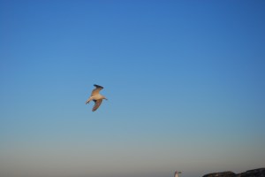 Store Torungen. Foto Mari Kolbjørnsrud (35)