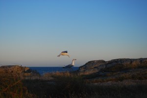 Store Torungen. Foto Mari Kolbjørnsrud (36)