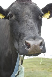 Budeiekurs Iungsdalen (1)