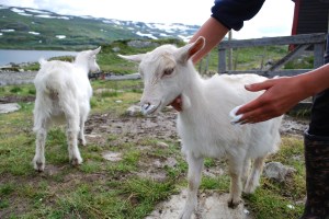 Budeiekurs Iungsdalen (19)