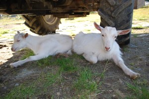 Budeiekurs Iungsdalen (2)