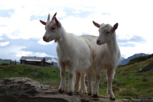 Budeiekurs Iungsdalen (20)
