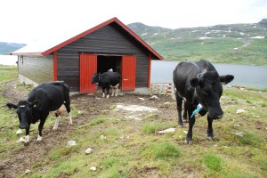 Budeiekurs Iungsdalen (21)